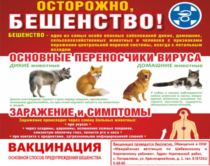 Бешенство. Бешенство.